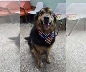 Australian Shepherd-Collie Mix Dogs for adoption in Martinsburg, WV, USA