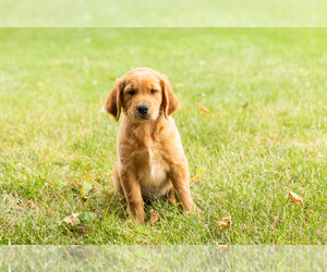 Golden Retriever Puppy for sale in WOLCOTTVILLE, IN, USA