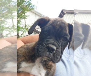 Boxer Puppy for sale in ALTOONA, PA, USA