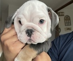 Small Photo #5 English Bulldog Puppy For Sale in MISSION VIEJO, CA, USA