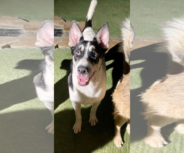 Medium Photo #2 Mutt Puppy For Sale in Newport Beach, CA, USA