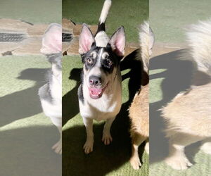 Bernie - Male Mutt Dog for Adoption - Photo #2