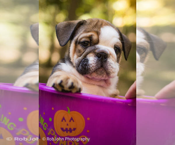Medium Photo #35 Bulldog Puppy For Sale in STRAFFORD, MO, USA