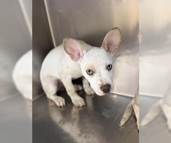 Medium Photo #1 Mutt Puppy For Sale in Riverside, CA, USA