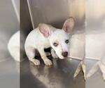 Small Mutt