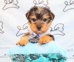 Small Photo #47 Yorkshire Terrier Puppy For Sale in LAS VEGAS, NV, USA