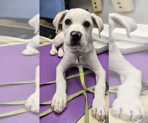 Bulloxer Dogs for adoption in East Derry, NH, USA