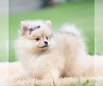 Small #4 Pomeranian