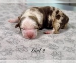 Small Photo #3 Australian Shepherd Puppy For Sale in SALISBURY, NC, USA