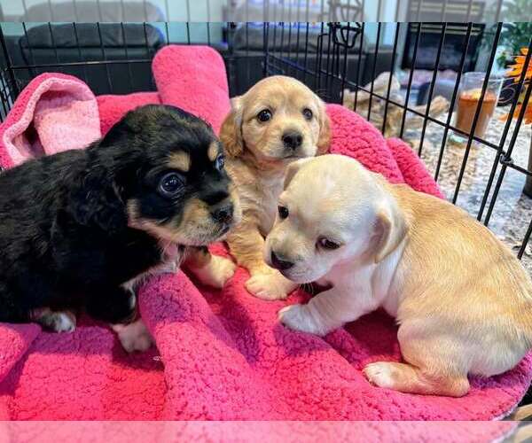 Medium Photo #4 Cockerhuahua Puppy For Sale in Aurora, IN, USA