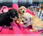 Small Photo #4 Cockerhuahua Puppy For Sale in Aurora, IN, USA