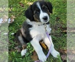 Puppy 5 English Shepherd
