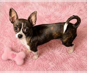 Chihuahua Dogs for adoption in Sanford, FL, USA