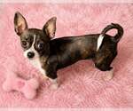 Small Chihuahua
