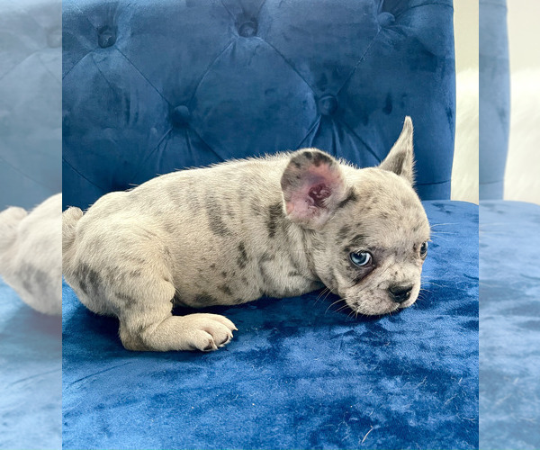 Medium Photo #50 French Bulldog Puppy For Sale in SCREVEN, GA, USA