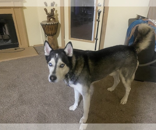 Medium Photo #1 Siberian Husky Puppy For Sale in ARLINGTON, TX, USA