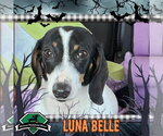 Luna Belle - Female Dachshund Dog for Adoption - Small photo