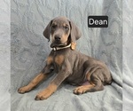 Image preview for Ad Listing. Nickname: Dean