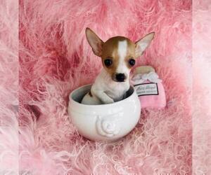 Chihuahua Puppy for sale in MIAMI, FL, USA