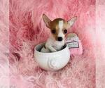 Small Chihuahua