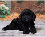 Lavender - Female Cavapoo (Miniature) Puppy for Sale - Photo #4