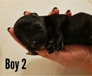 Schnauzer (Miniature) Puppy for sale in LAKEVILLE, OH, USA