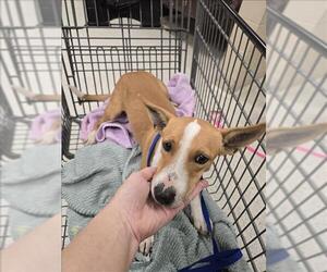 Dachshund-Unknown Mix Dogs for adoption in Conroe, TX, USA