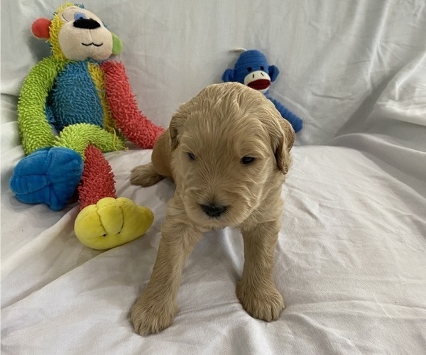 Full screen Photo #2 Goldendoodle Puppy For Sale in TARPON SPRINGS, FL, USA