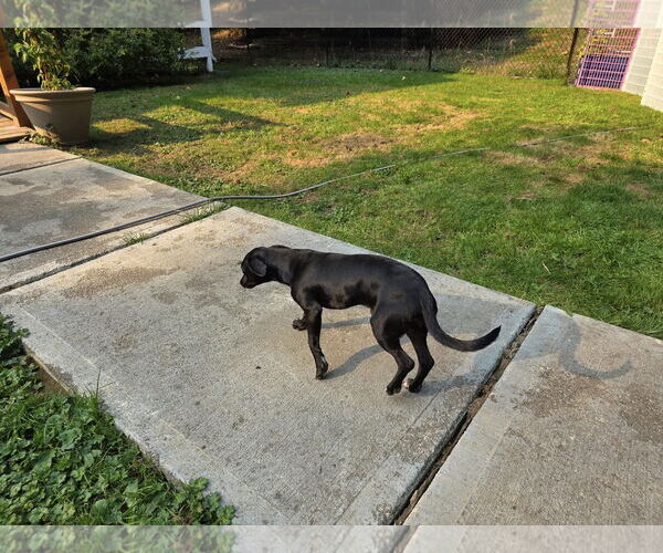 Medium Photo #2 Italian Greyhound-Unknown Mix Puppy For Sale in Arlington, WA, USA