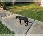Small #1 Italian Greyhound Mix