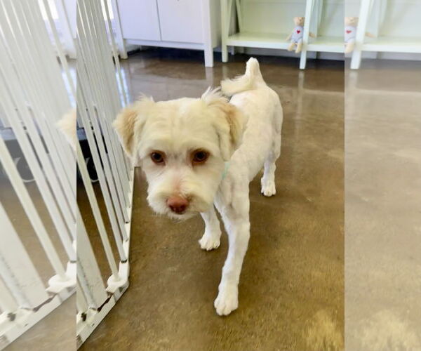 Medium Photo #3 Havamalt Puppy For Sale in Lake Elsinore, CA, USA