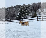 Small #6 Pembroke Welsh Corgi