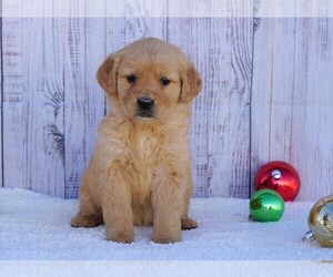 Golden Retriever Puppy for sale in FREDERICKSBG, OH, USA
