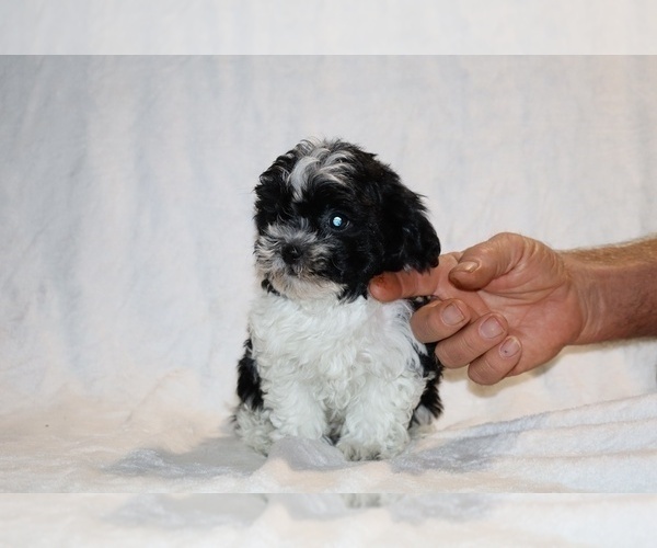 Medium Photo #13 ShihPoo Puppy For Sale in DYERSBURG, TN, USA