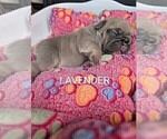 Small Photo #35 French Bulldog Puppy For Sale in MCKINLEYVILLE, CA, USA