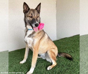 Magda - Female German Shepherd Dog-Unknown Mix Dog for Adoption - Photo #2
