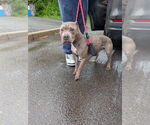 Small #1 American Staffordshire Terrier