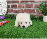 Small #9 English Cream Golden Retriever
