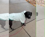 Small #19 Boxer-Pointer Mix