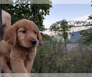 Golden Retriever Litter for sale in DAVENPORT, FL, USA