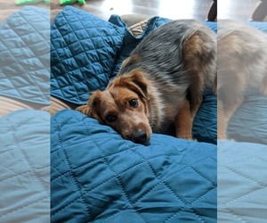 Denver - Male Mutt Dog for Adoption - Photo #4