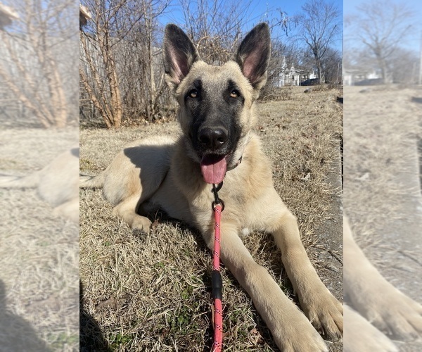 Medium Photo #1 German Shepherd Dog Puppy For Sale in GRANITE CITY, IL, USA