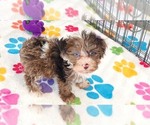 Small #1 Cockapoo (Toy)-Poodle (Toy) Mix