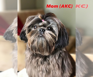 Mother of the Shih Tzu puppies born on 02/28/2020