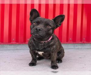 Mutt Dogs for adoption in Tracy, CA, USA