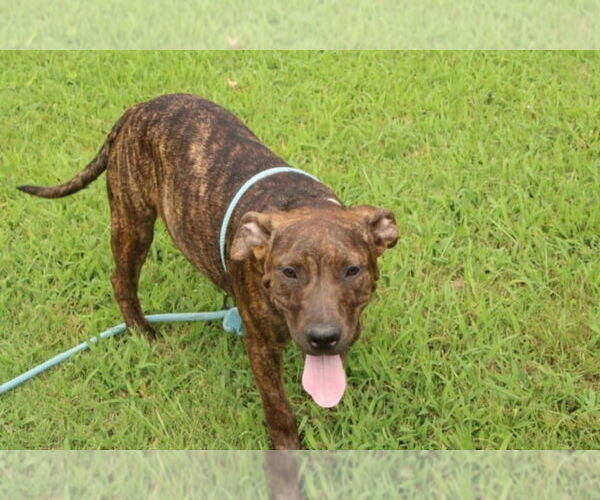 Medium Photo #4 American Staffordshire Terrier-Unknown Mix Puppy For Sale in FRAMINGHAM, MA, USA