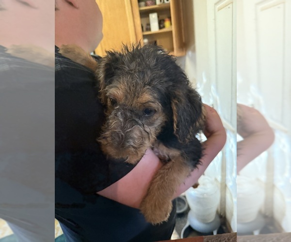 Medium Photo #19 Airedale Terrier Puppy For Sale in FLAGSTAFF, AZ, USA