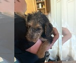 Small Photo #19 Airedale Terrier Puppy For Sale in FLAGSTAFF, AZ, USA