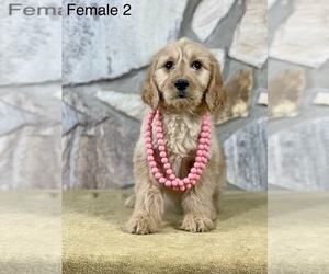 Goldendoodle Puppy for sale in OCALA, FL, USA