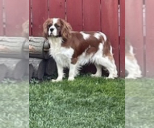 Medium Cavalier King Charles Spaniel